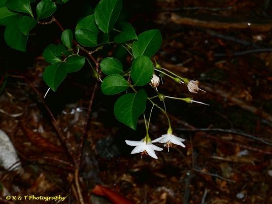 {Styrax japonicus}
